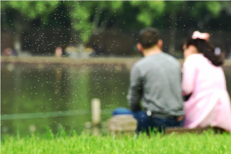 成群結(jié)隊(duì)的飛蟲(chóng)